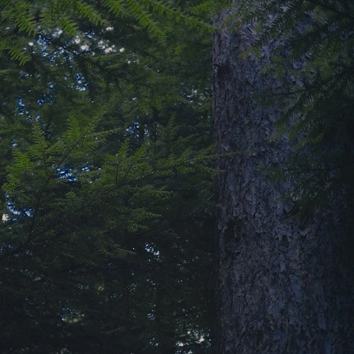 treebeardskotosquare-1 (1).png treebeardskotosquare-1 (1).png